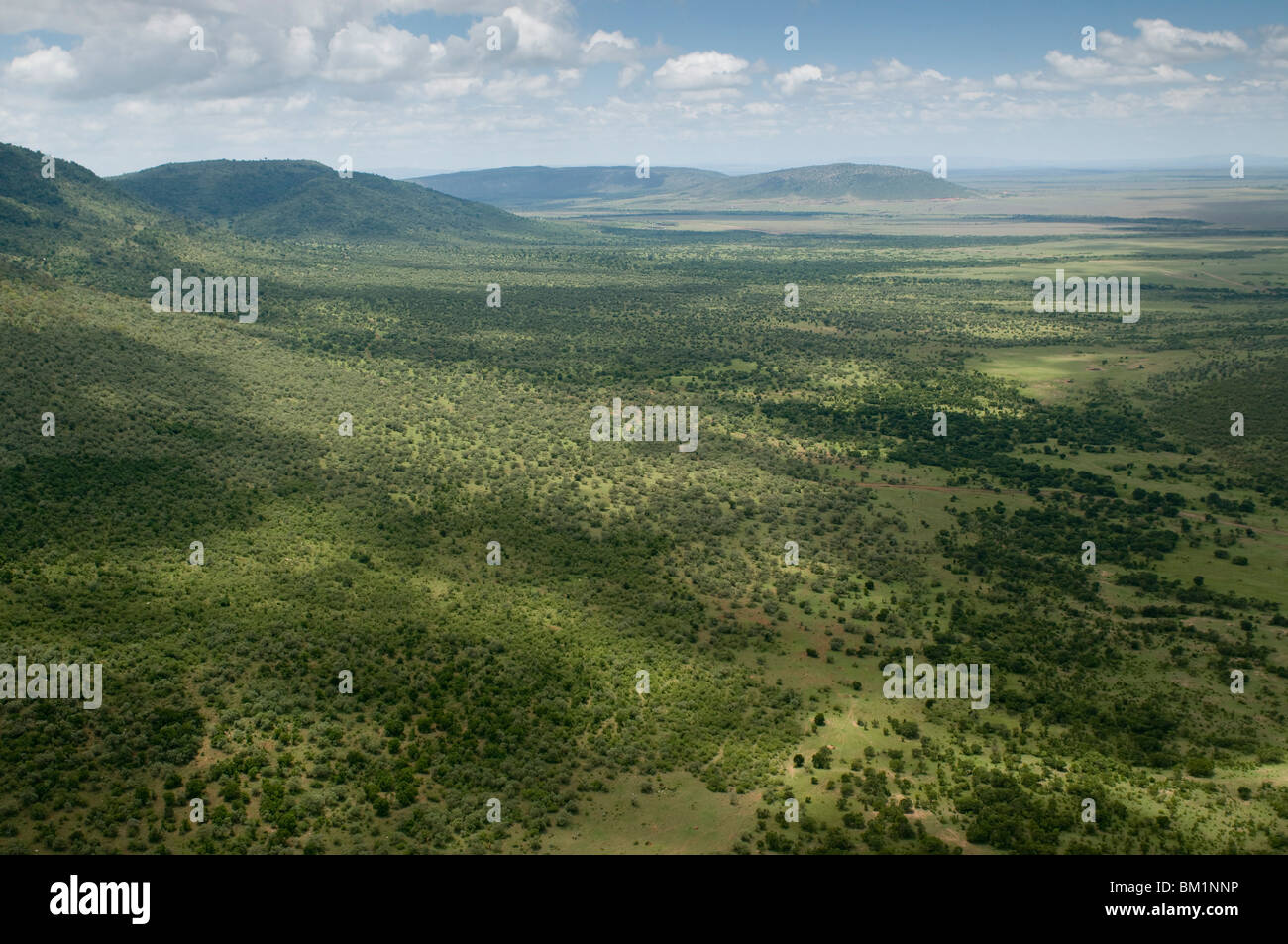 Le Masai Mara National Reserve, Kenya, Afrique de l'Est, l'Afrique Banque D'Images