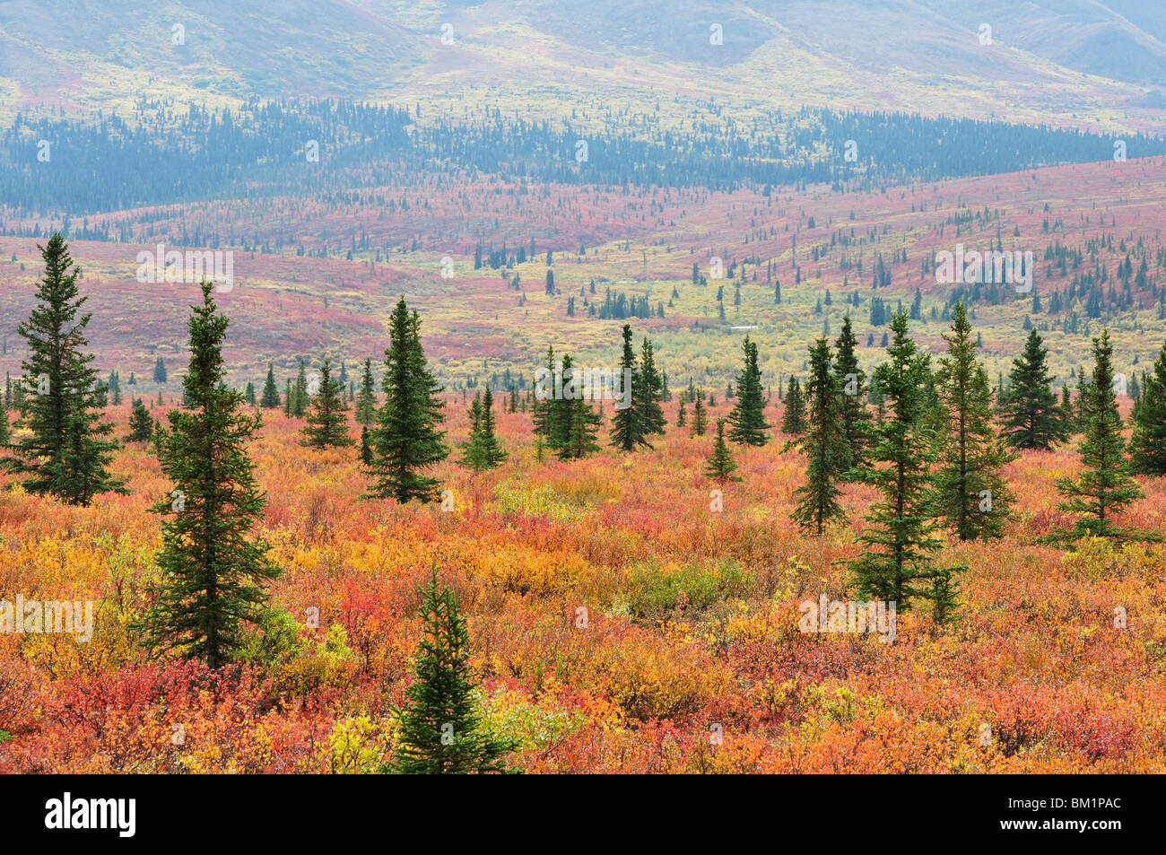 La toundra dans les couleurs de l'automne, le Parc National Denali et préserver, Alaska, États-Unis d'Amérique, Amérique du Nord Banque D'Images