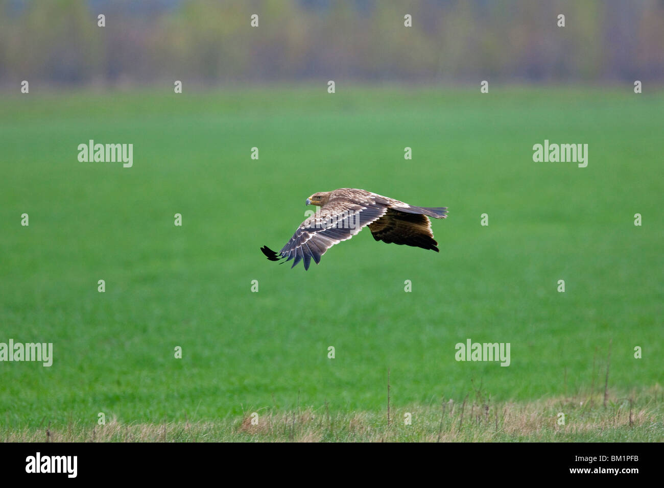 L'Est de l'aigle impérial (Aquila heliaca) volant au-dessus de champ, Autriche Banque D'Images