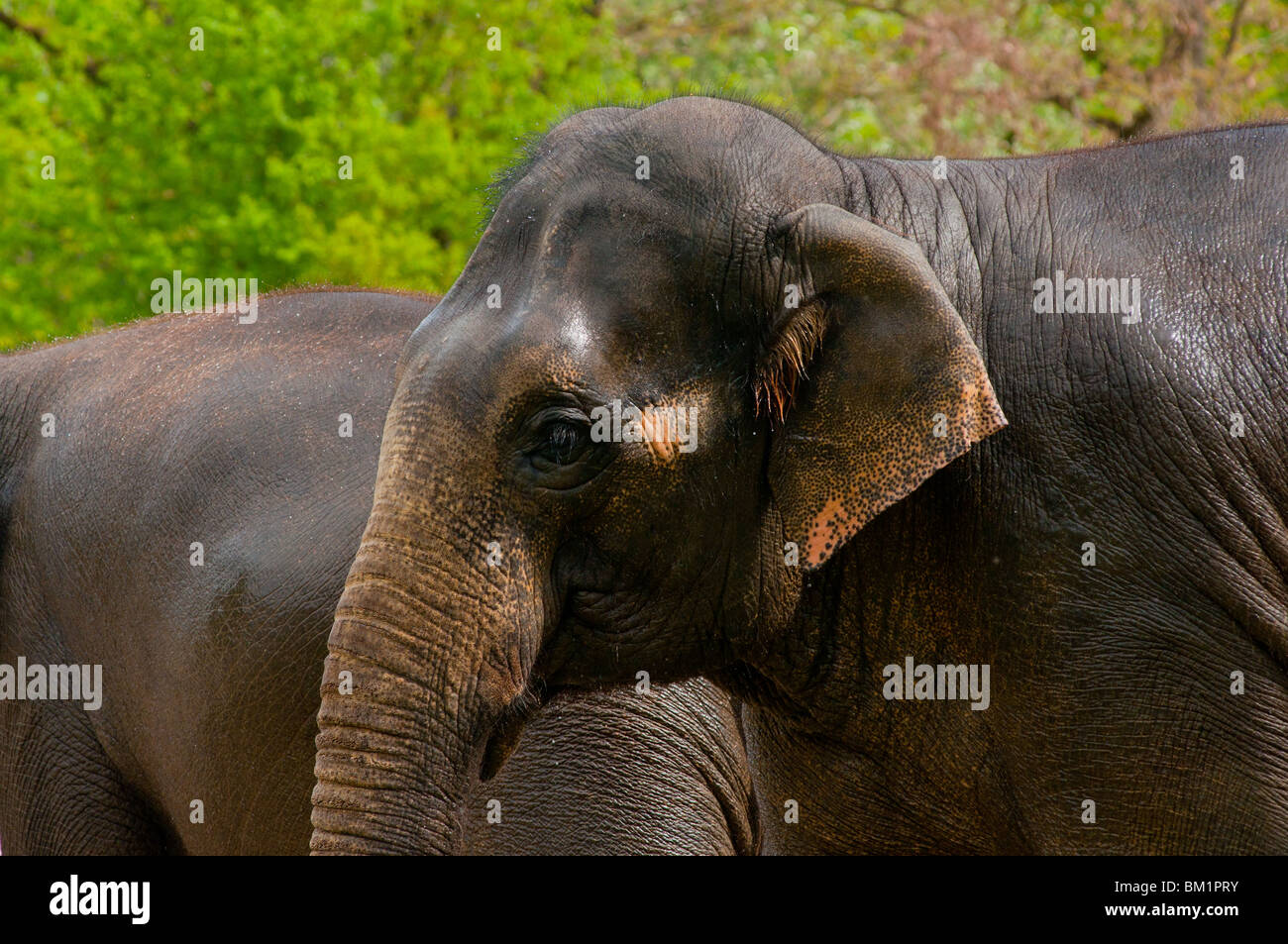 L'éléphant indien encore humide après une baignade Banque D'Images
