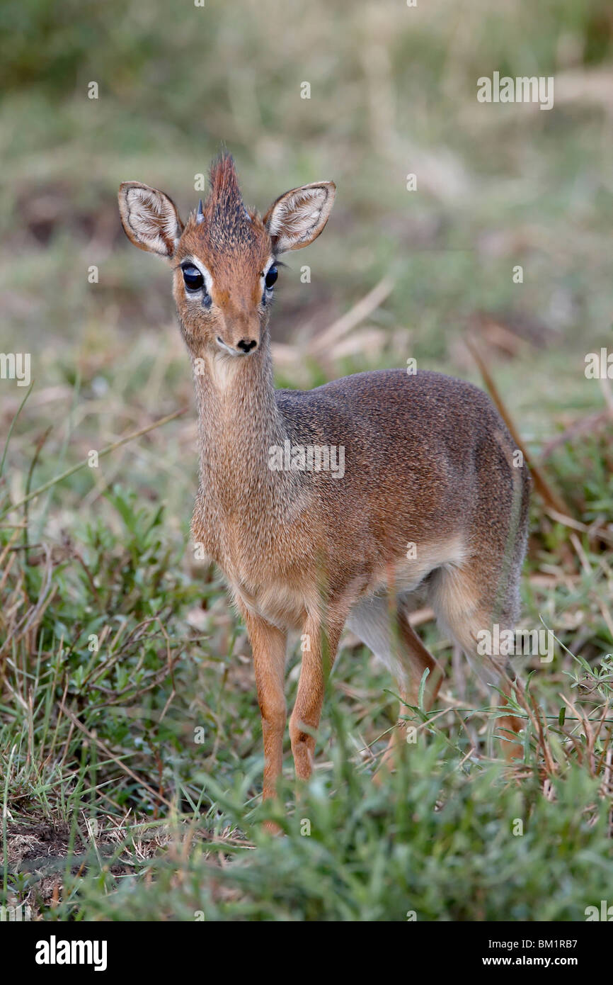 Kirk's dik-dik (Madoqua kirkii), Masai Mara National Reserve, Kenya, Afrique de l'Est, l'Afrique Banque D'Images