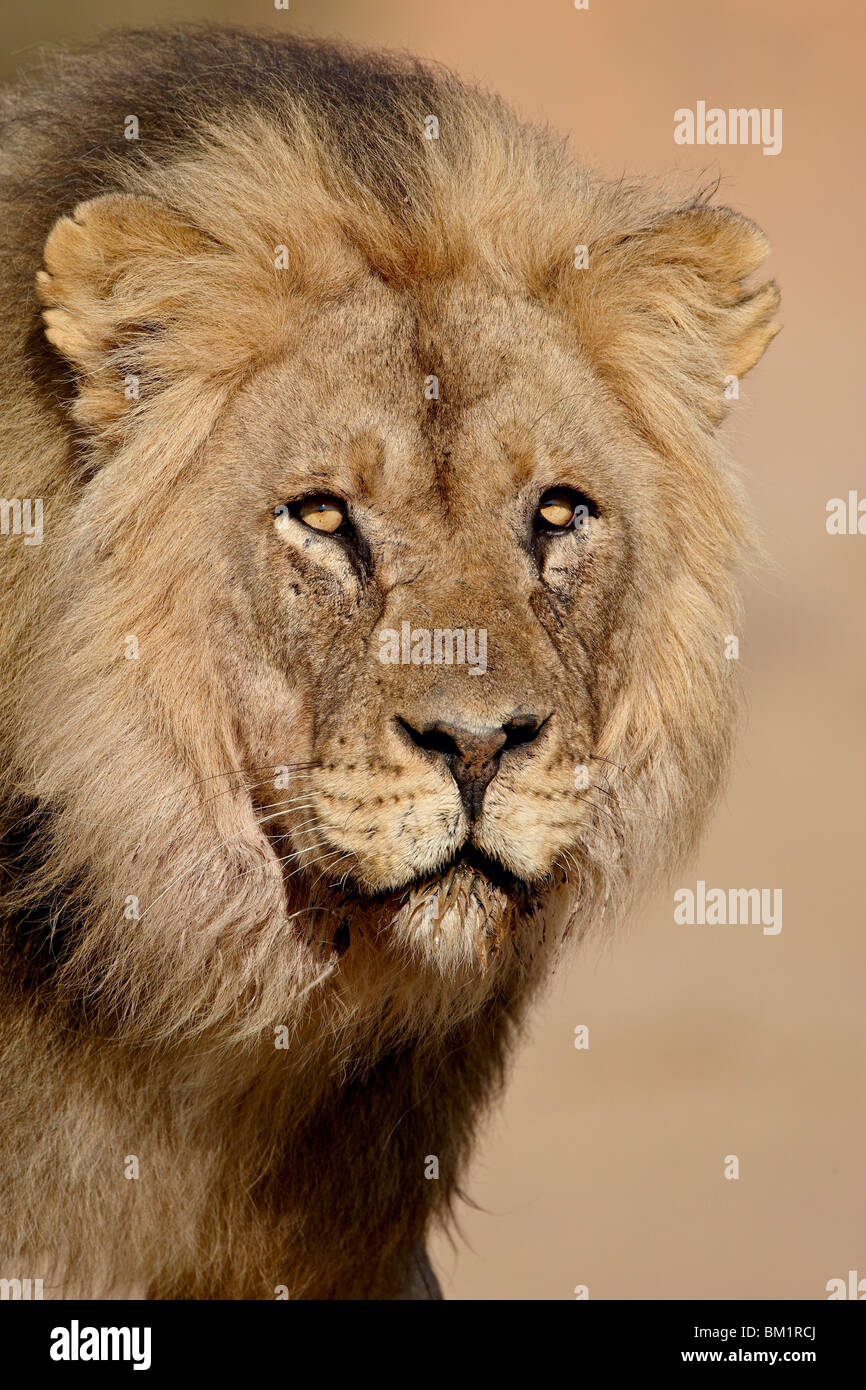 Lion (Panthera leo), Kgalagadi Transfrontier Park, qui englobe l'ancien Kalahari Gemsbok National Park, Afrique du Sud, l'Afrique Banque D'Images