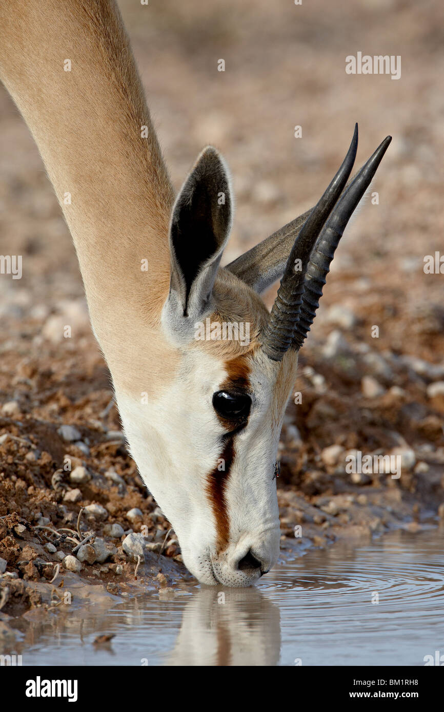 Le springbok (Antidorcas marsupialis femelle) de boire, Kgalagadi Transfrontier Park, Afrique du Sud Banque D'Images