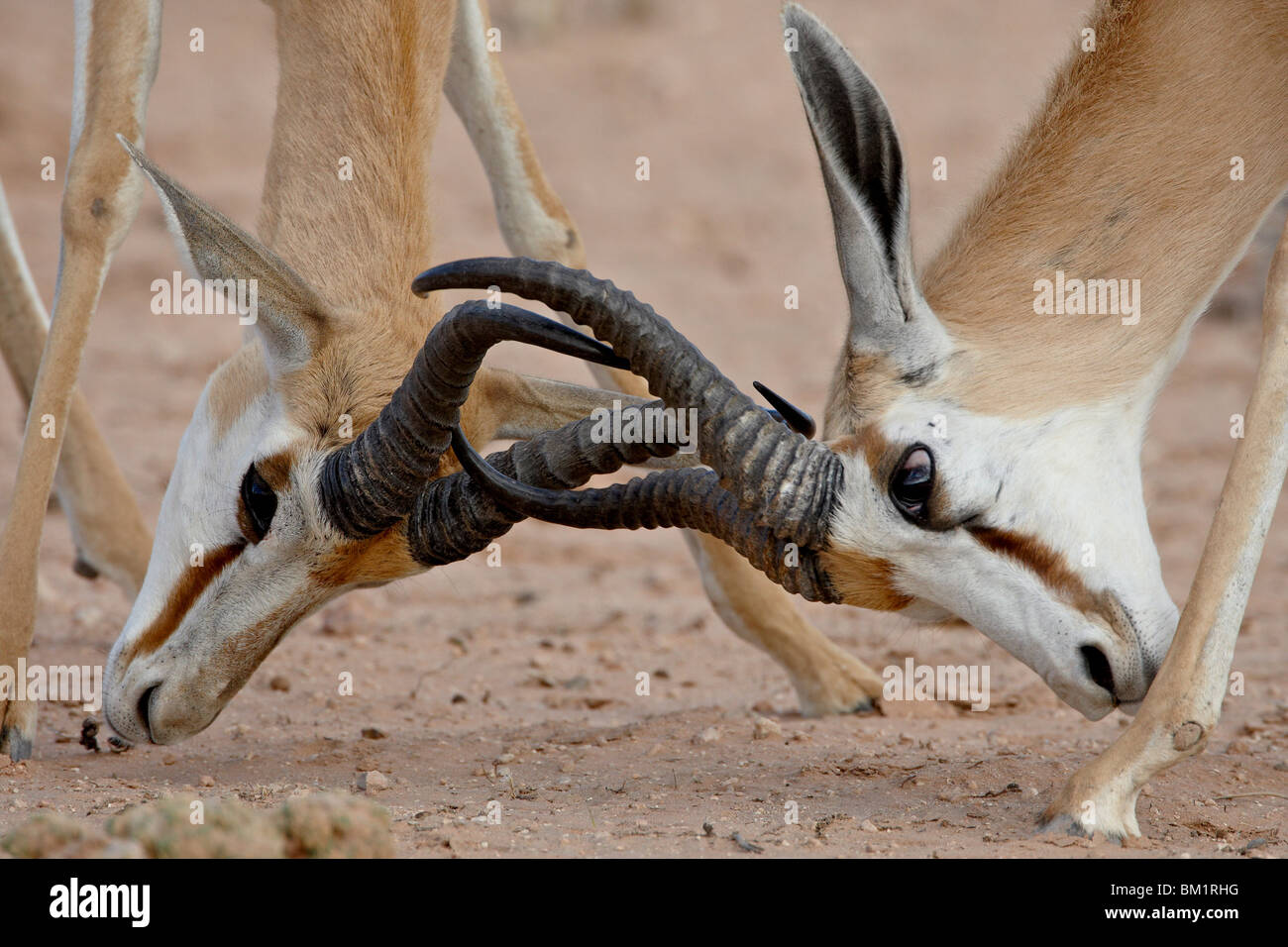 Deux hommes springbok (Antidorcas marsupialis) sparring, Kgalagadi Transfrontier Park, Afrique du Sud Banque D'Images