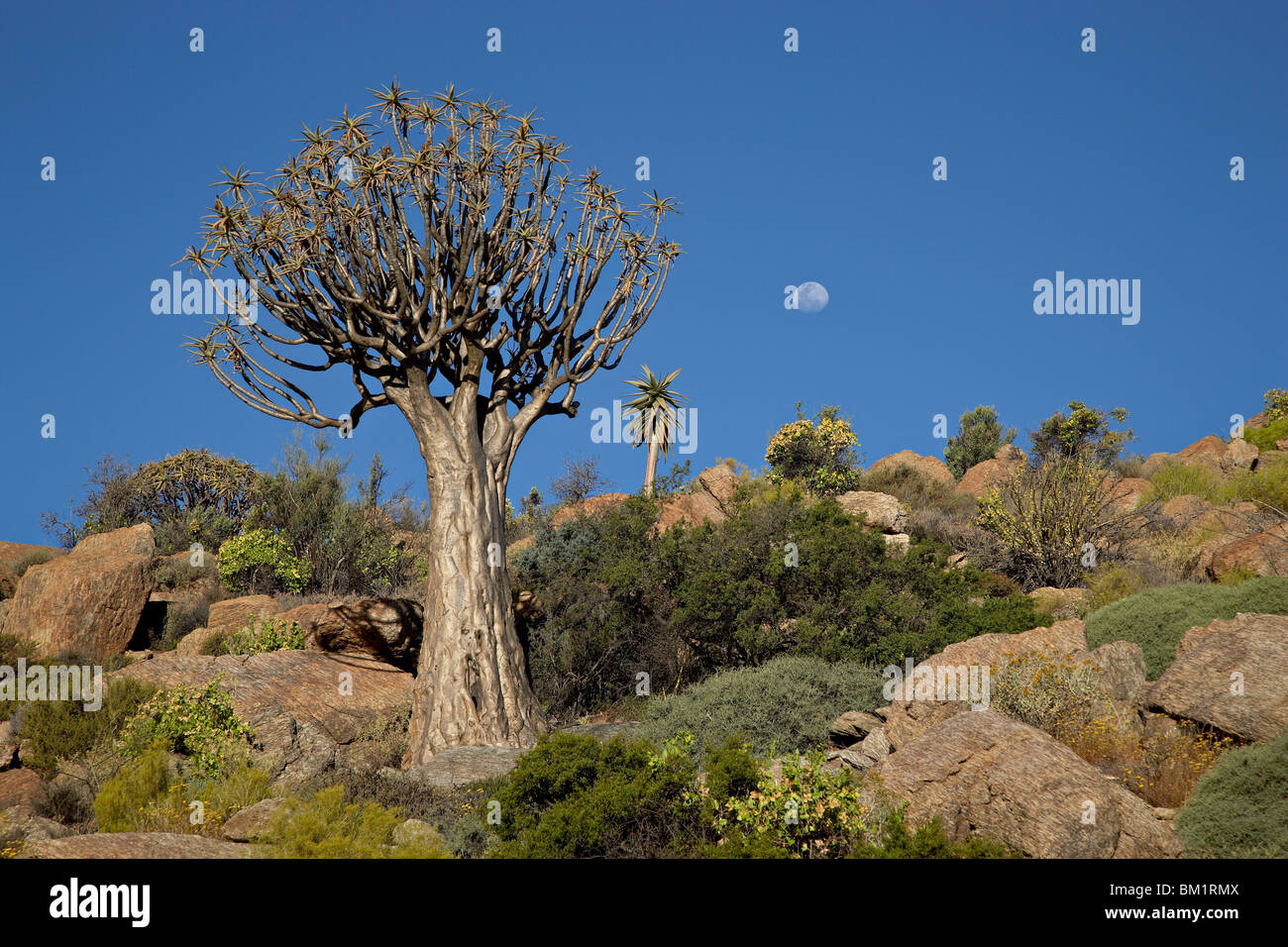 Arbre carquois (kokerboom (Aloe dichotoma)) avec près de-pleine lune, springbok, Afrique du Sud, l'Afrique Banque D'Images