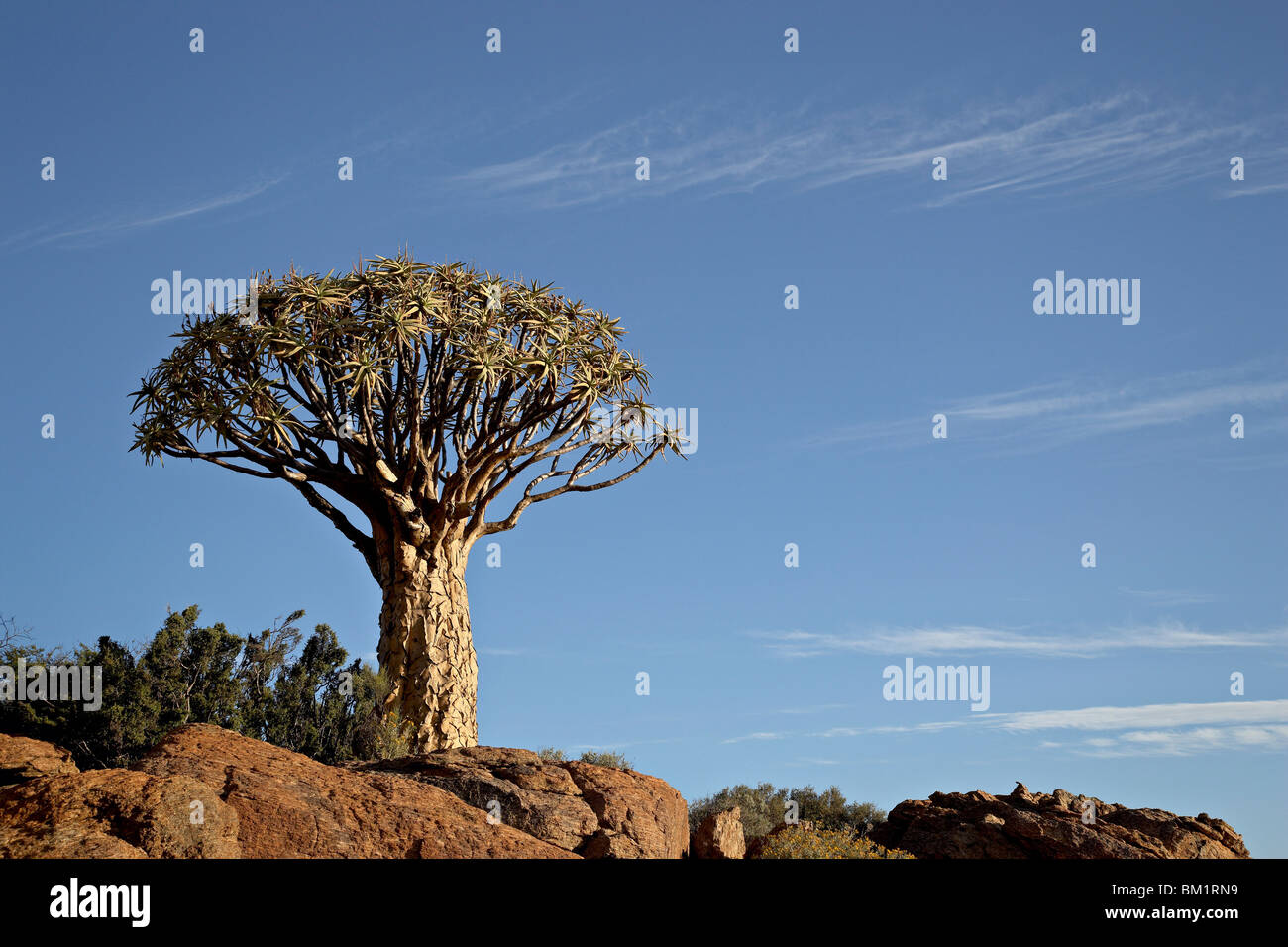 Arbre carquois (kokerboom (Aloe dichotoma)), springbok, Afrique du Sud, l'Afrique Banque D'Images