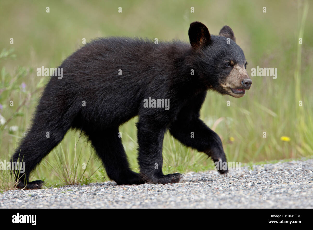 L'ours noir (Ursus americanus) cub qui traversent la route, Route de l'Alaska, Colombie-Britannique, Canada, Amérique du Nord Banque D'Images