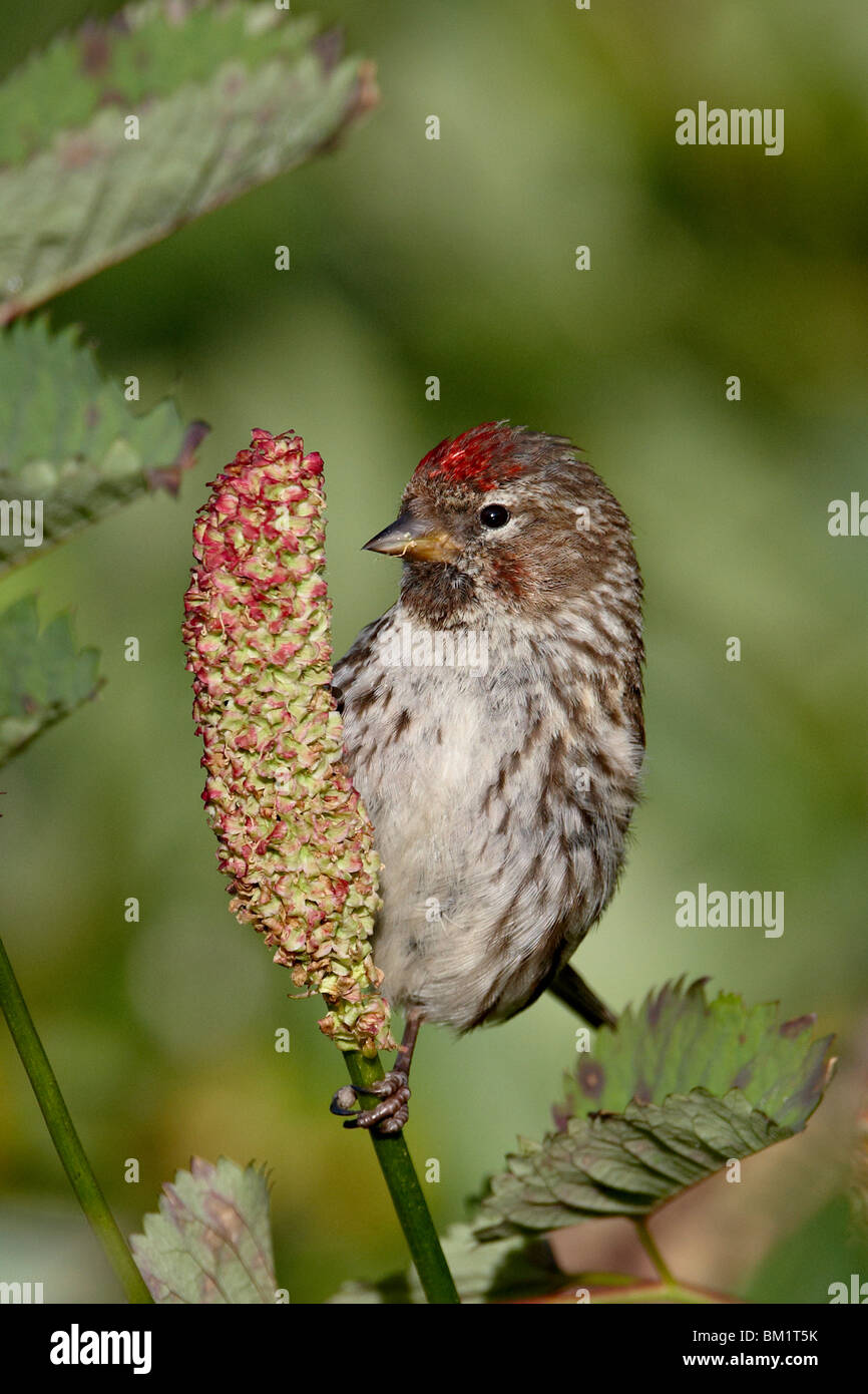 Femme le sizerin flammé (Carduelis flammea), l'Archange Pass, Alaska, États-Unis d'Amérique, Amérique du Nord Banque D'Images