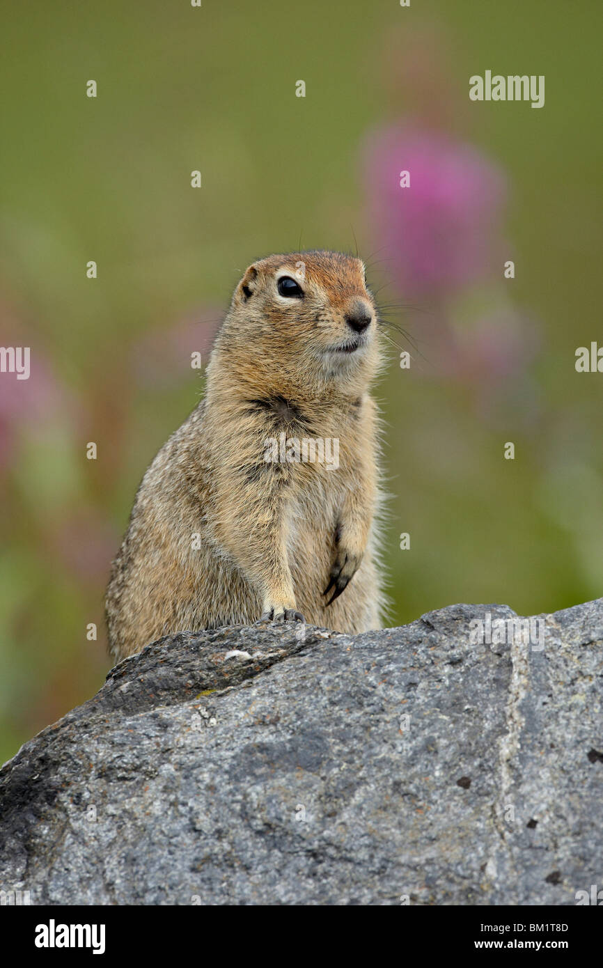 Spermophile arctique (Parka squirrel) (Citellus parryi), Hatcher Pass, Alaska, États-Unis d'Amérique, Amérique du Nord Banque D'Images