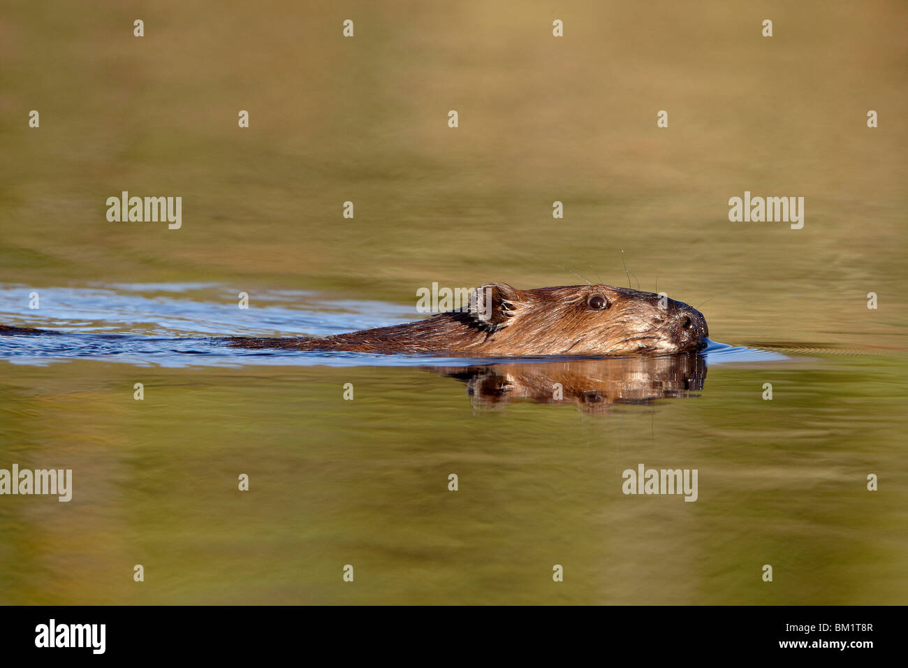 Castor (Castor canadensis) natation dans un étang, l'autoroute Denali, Alaska, États-Unis d'Amérique, Amérique du Nord Banque D'Images