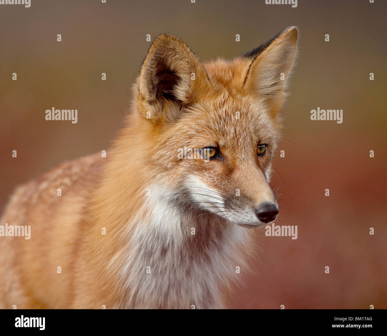 Le renard roux (Vulpes vulpes) (Vulpes fulva), Parc national de Denali et préserver, Alaska, États-Unis d'Amérique, Amérique du Nord Banque D'Images