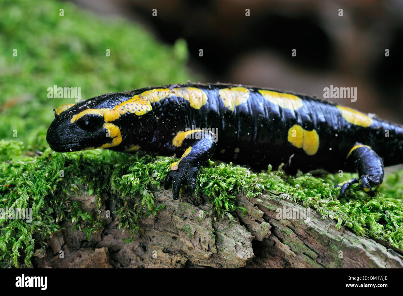 European / Fire salamander (Salamandra salamandra) sur la mousse, Luxembourg Banque D'Images