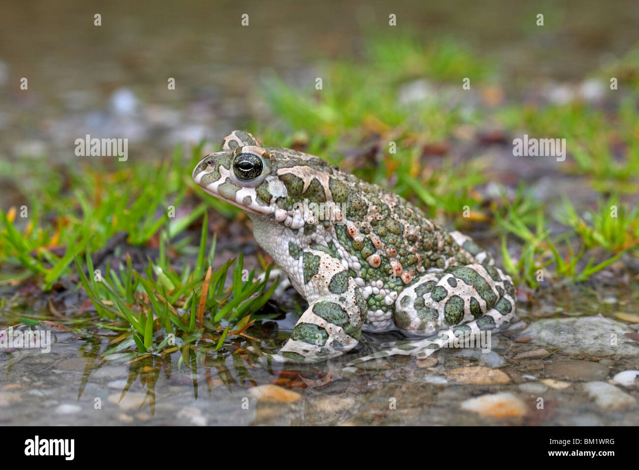 European Crapaud vert (Bufo viridis / Pseudepidalea virdis), Autriche Banque D'Images