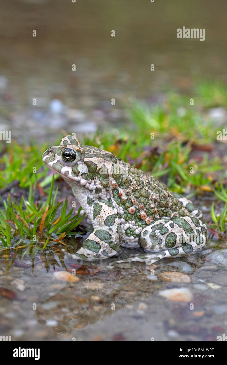 European Crapaud vert (Bufo viridis / Pseudepidalea virdis), Autriche Banque D'Images
