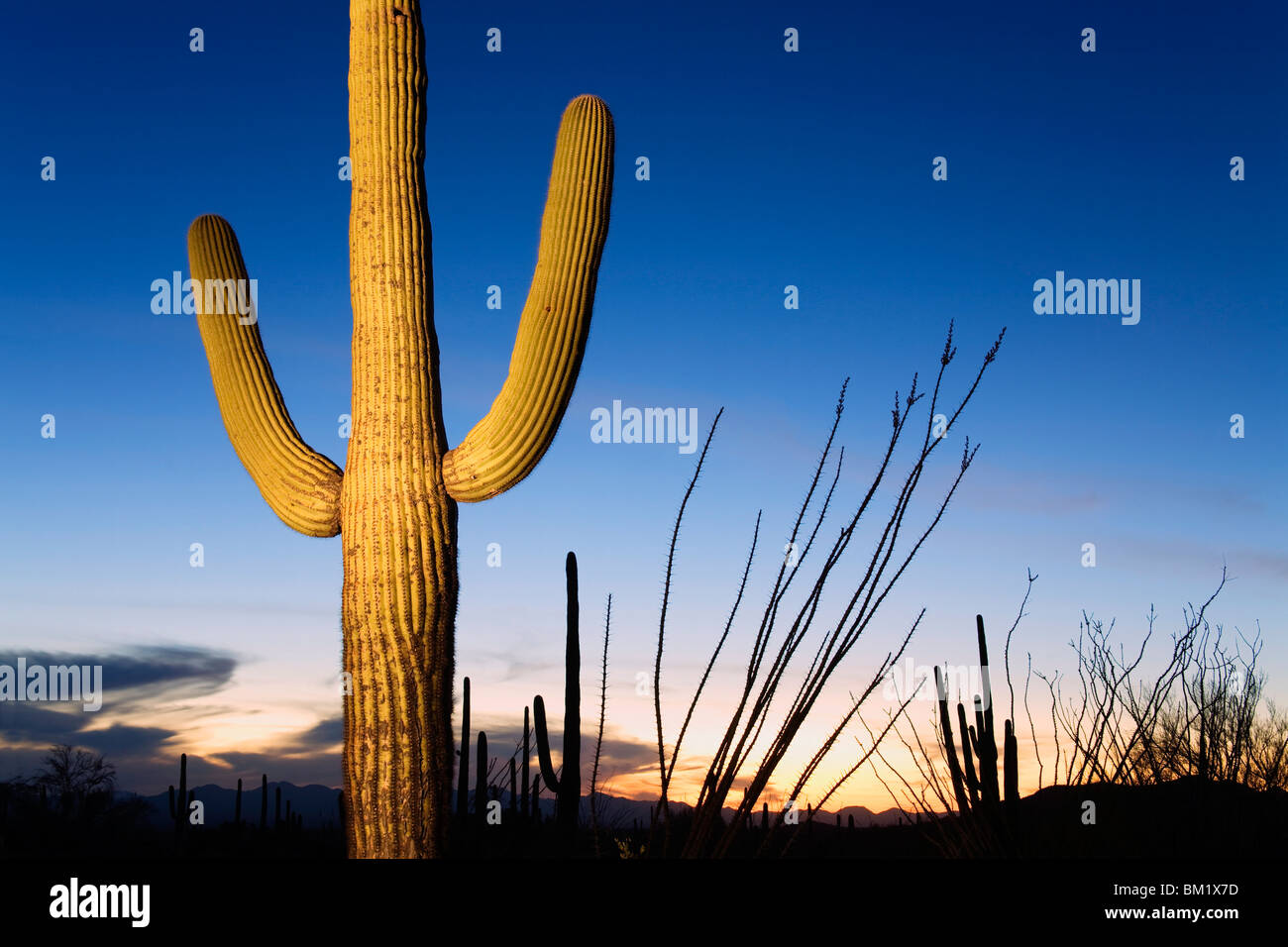 Saguaro cactus à Tucson Mountain Park, Tucson, Arizona, États-Unis d'Amérique, Amérique du Nord Banque D'Images