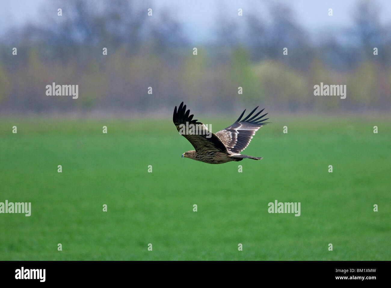 L'Est de l'aigle impérial (Aquila heliaca) volant au-dessus de champ, Autriche Banque D'Images