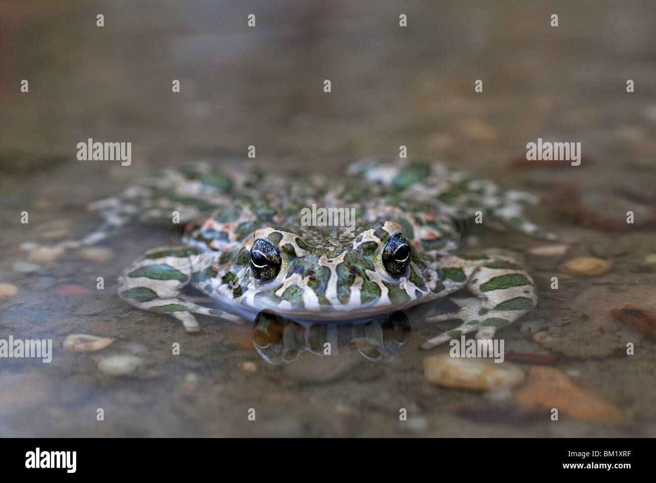 European Crapaud vert (Bufo viridis / Pseudepidalea virdis), Autriche Banque D'Images