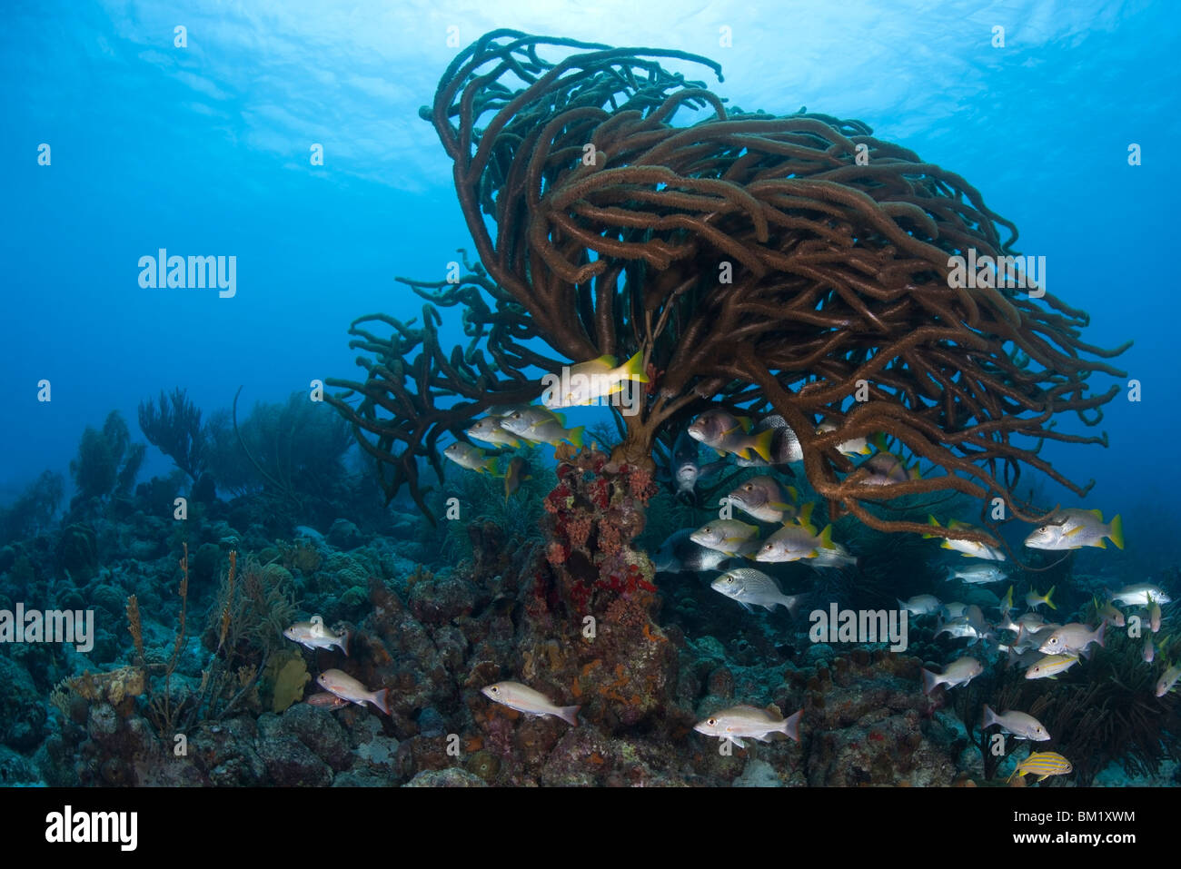 L'acajou, mahogoni), maître d'école (Lutjanus apodus), et d'autres poissons en vertu d'une sea rod Banque D'Images