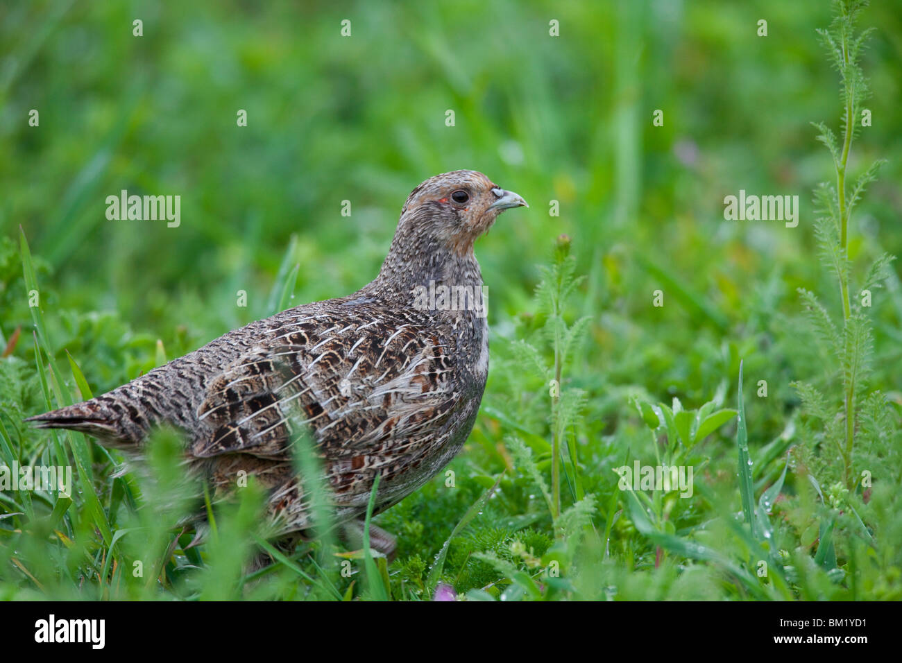 La perdrix grise (Perdix perdix) femmes en champ, Allemagne Banque D'Images