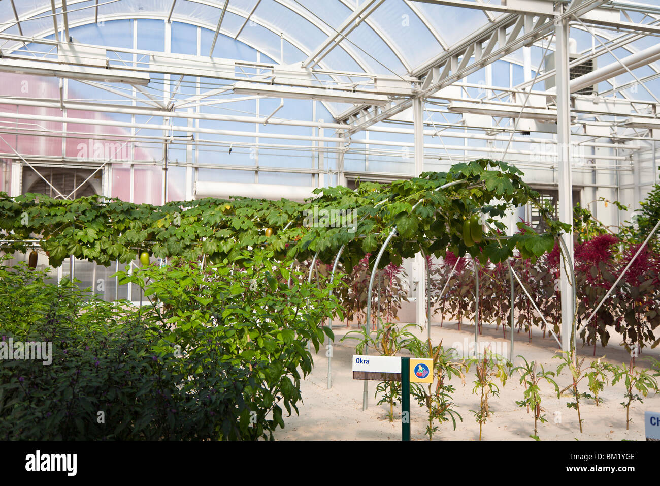 Kissimmee, FL - Jan 2009 - Okra aubergine et poussant dans la culture hydroponique s'affichent dans la pièce de terre à Epcot Center Banque D'Images