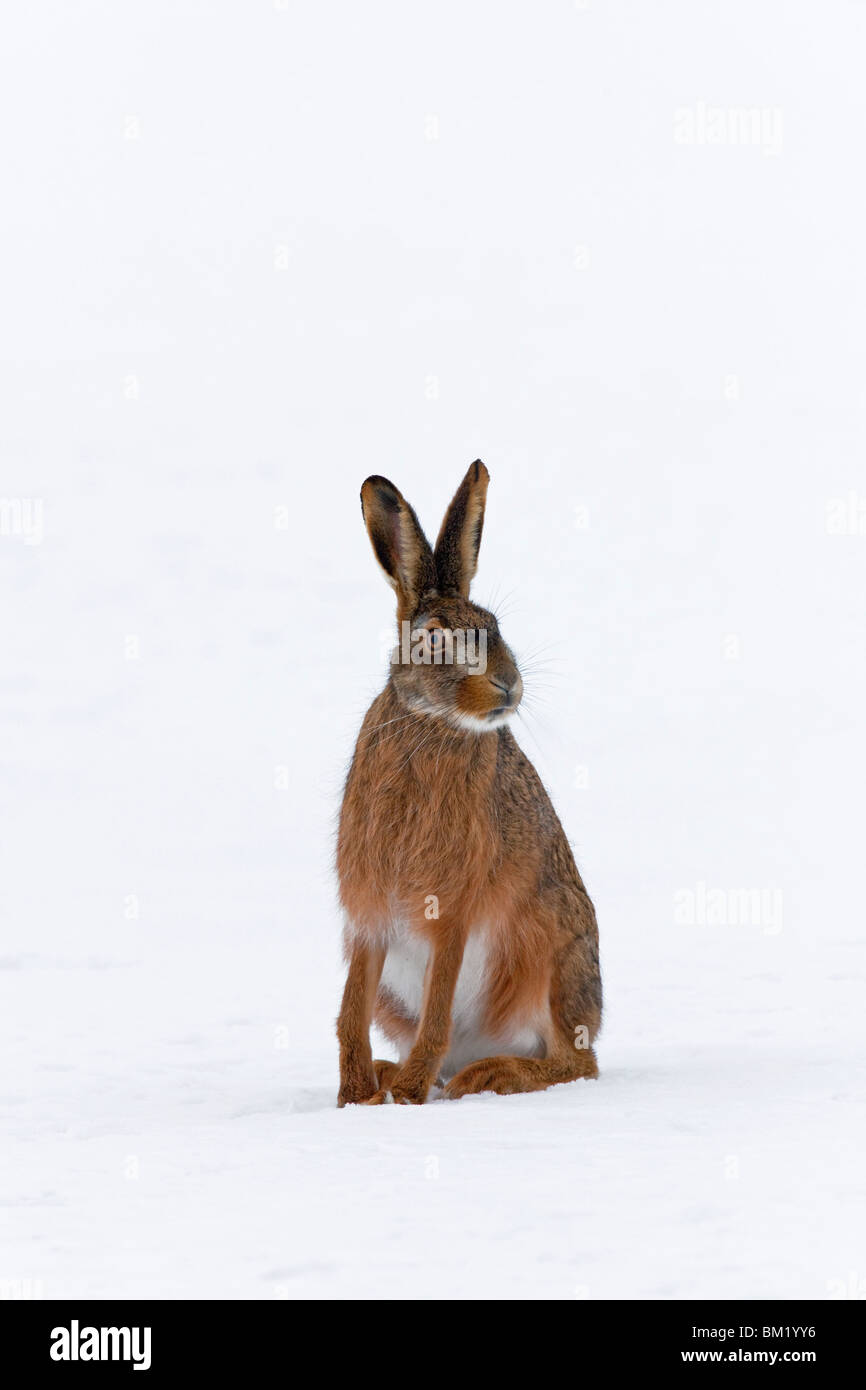European Brown Hare (Lepus europaeus) assis dans la neige en hiver Banque D'Images