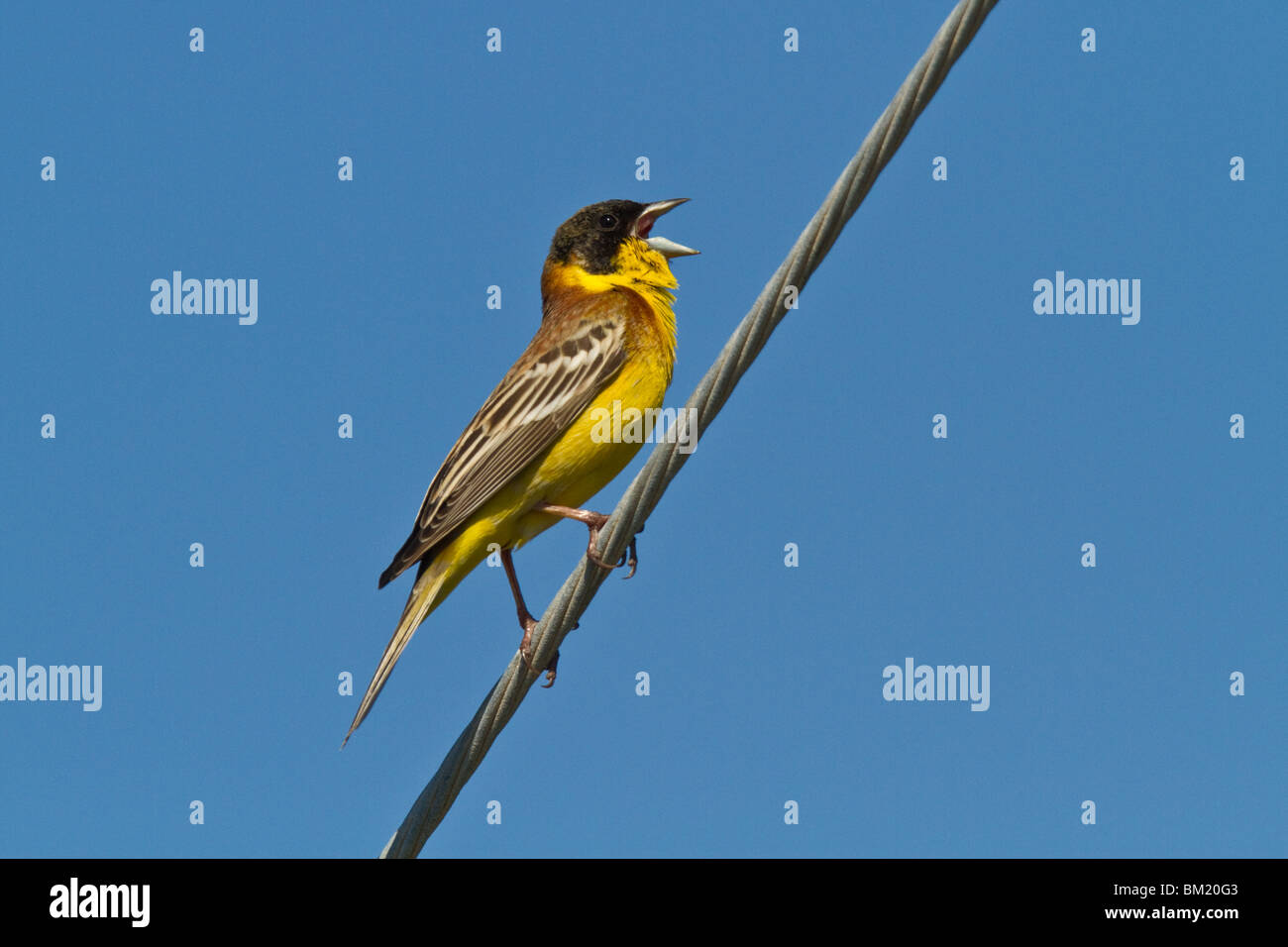 Homme à tête noire (Emberiza melanocephala) chant, Lesvos (Lesbos), Grèce Banque D'Images