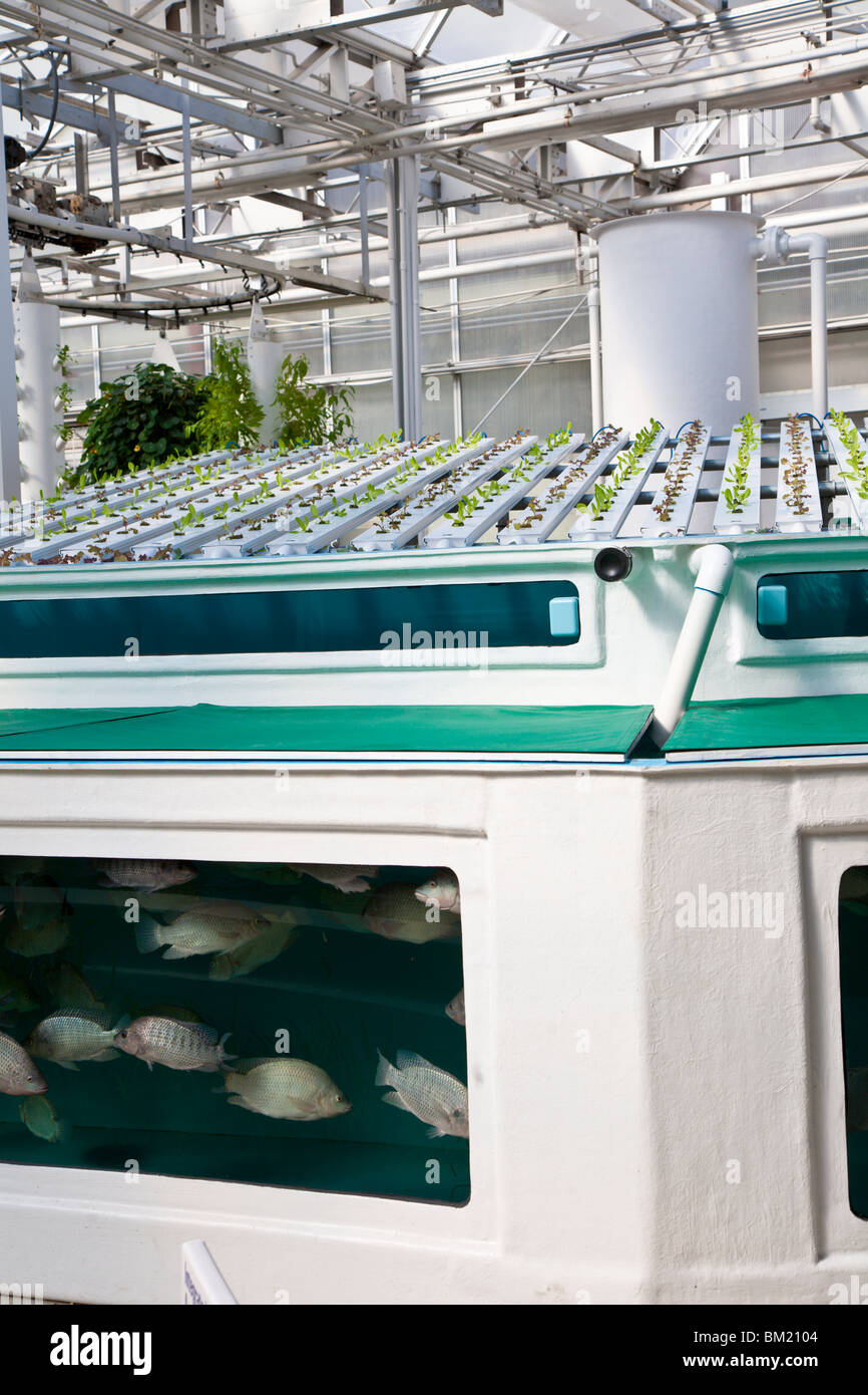 Kissimmee, FL - Jan 2009 - Culture hydroponique et de l'aquaculture sur l'affichage dans la pièce de terre à Disney World, Epcot Center Banque D'Images