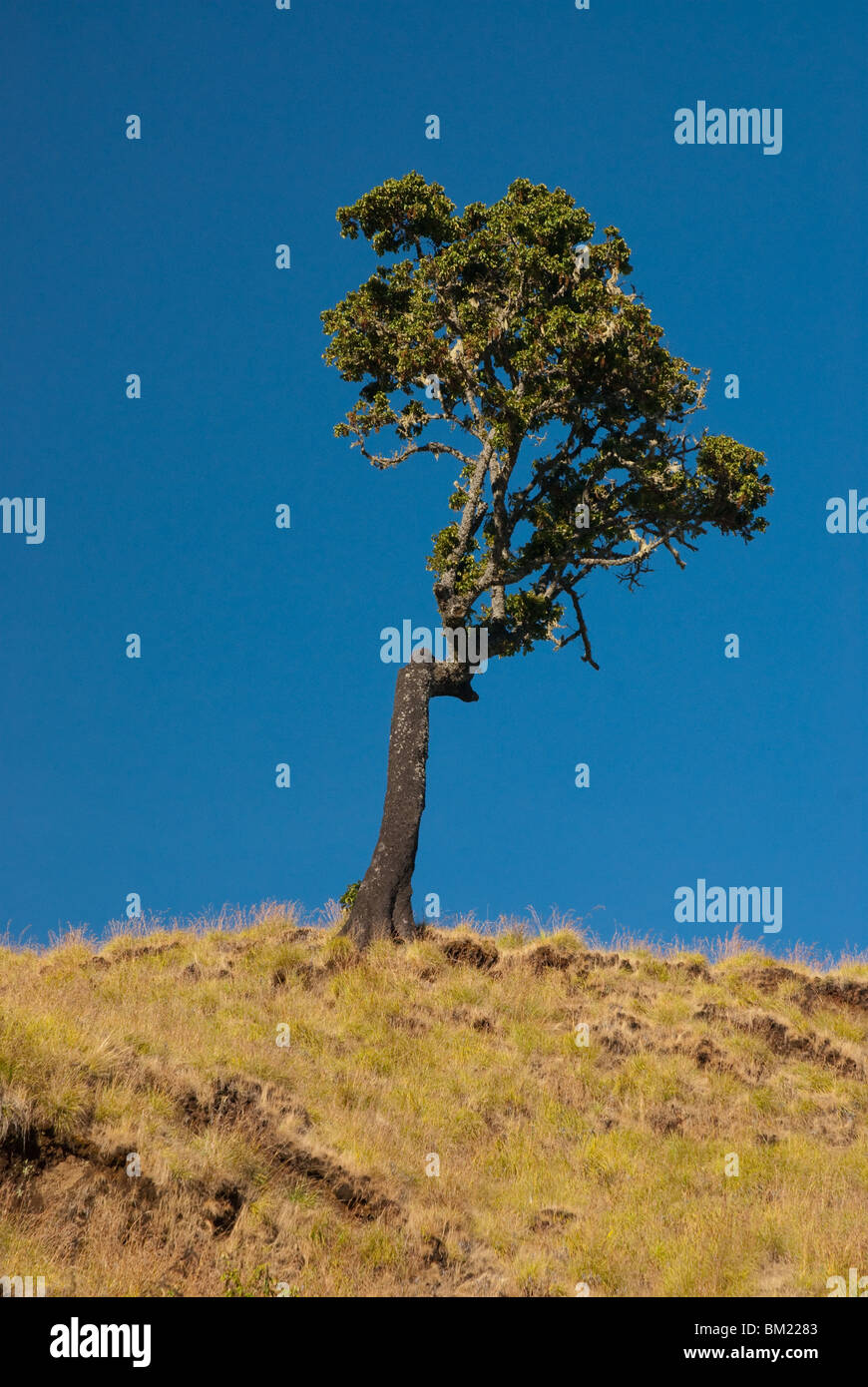 Arbre sur fond de ciel bleu Banque D'Images