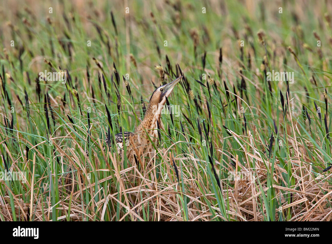 Eurasian Bittern / butor étoilé (Botaurus stellaris) debout, en position de camouflage typique dans les prairies, Autriche Banque D'Images