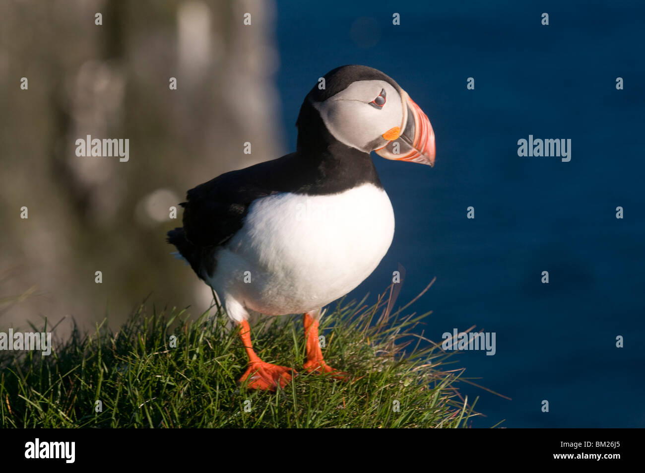 Macareux moine (Fratercula arctica), Latrabjarg, Westfjords, Islande, régions polaires Banque D'Images