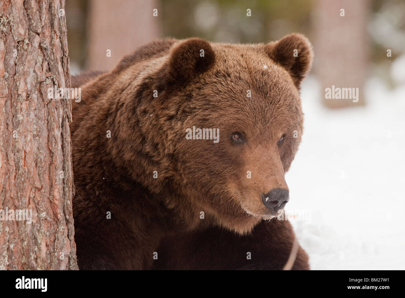 Ours brun eurasien dans la neige dans la taïga. Banque D'Images