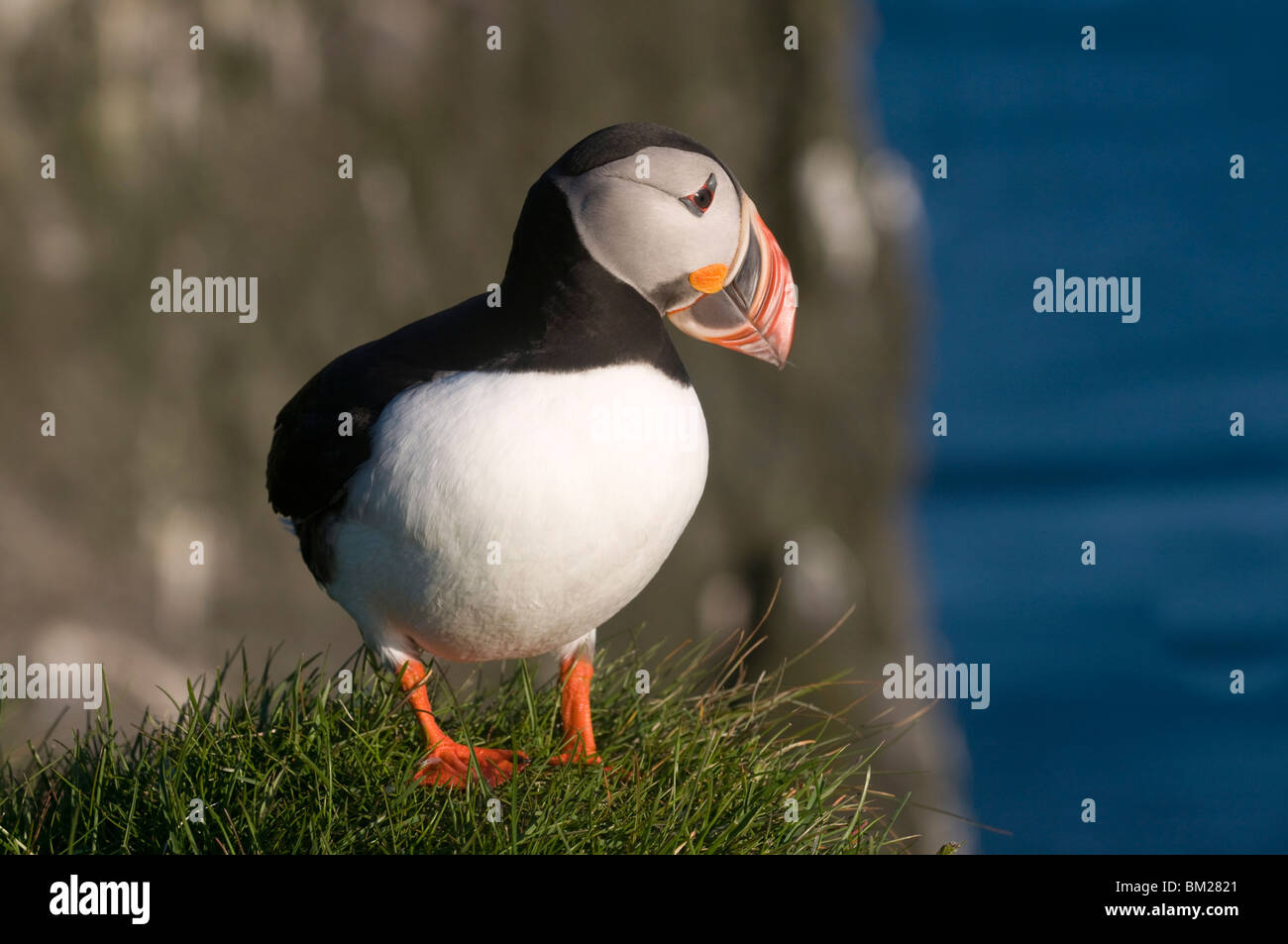 Macareux moine (Fratercula arctica) sur les falaises de Latrabjarg, Westfjords, Islande, régions polaires Banque D'Images