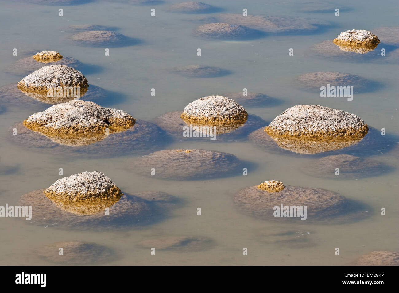 Thrombolites, un variey microbialites de ou roche, Lake Clifton, le Parc National de Yalgorup, Mandurah, Western Australia Banque D'Images