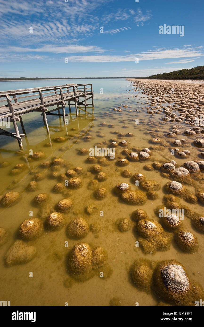 Thrombolites, un variey microbialites de ou roche, Lake Clifton, le Parc National de Yalgorup, Mandurah, Western Australia Banque D'Images