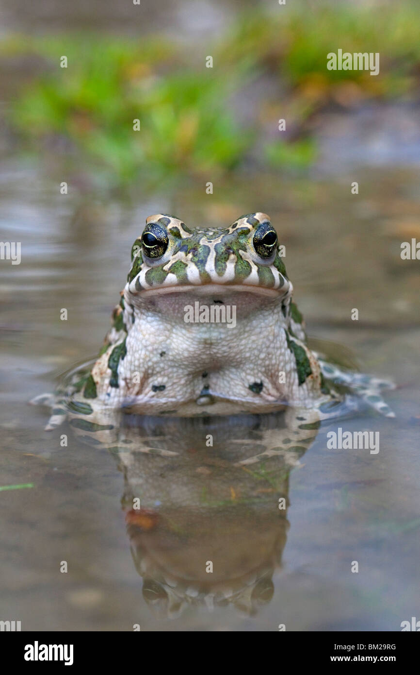 European Crapaud vert (Bufo viridis / Pseudepidalea virdis), Autriche Banque D'Images