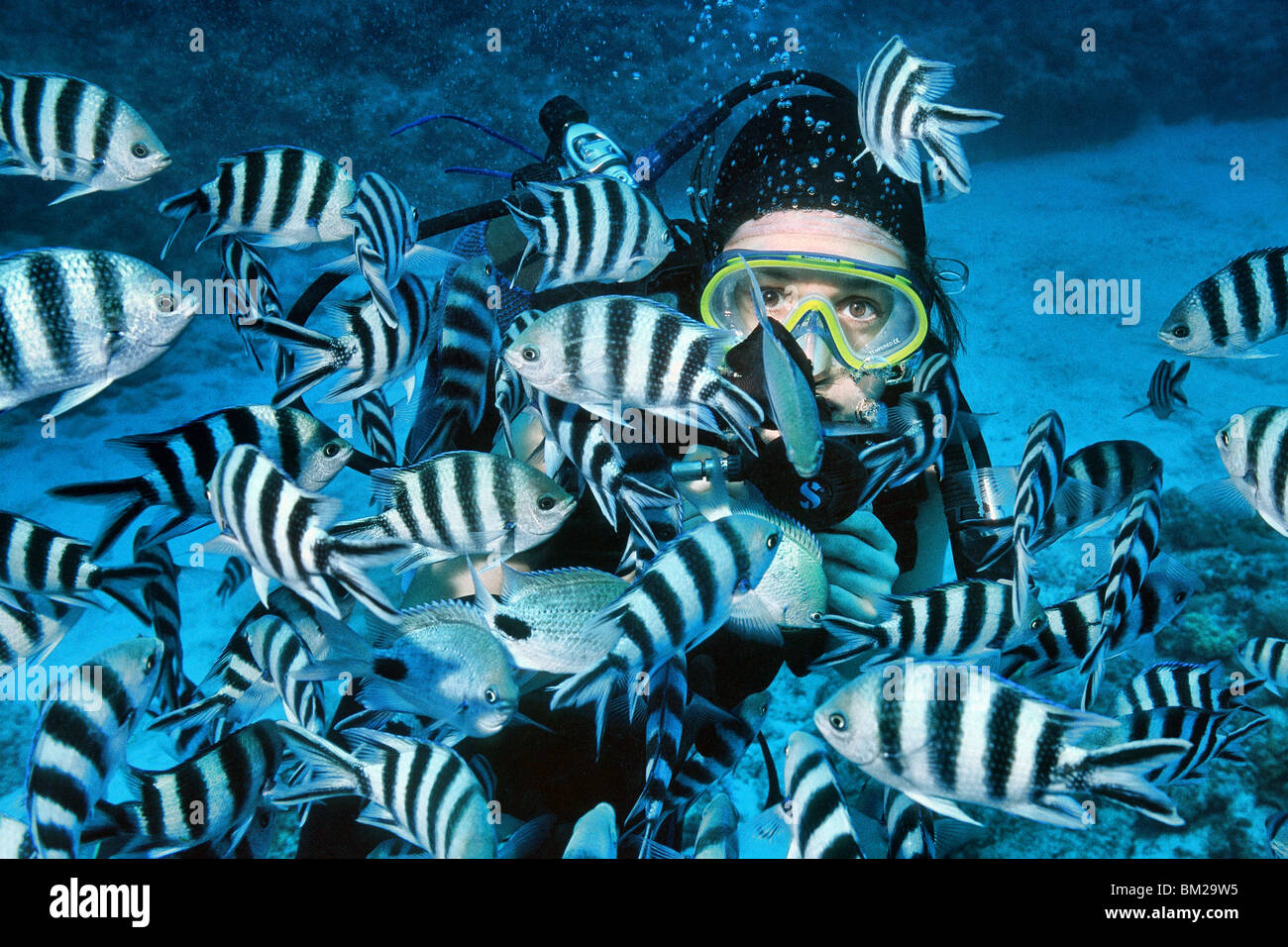 Scubadiver nageant à travers les bancs de castagnoles noires Banque D'Images