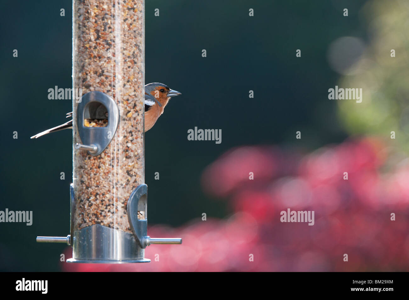 Fringilla coelebs. Chaffinch mâles se nourrissent d'une alimentation pour oiseaux Banque D'Images