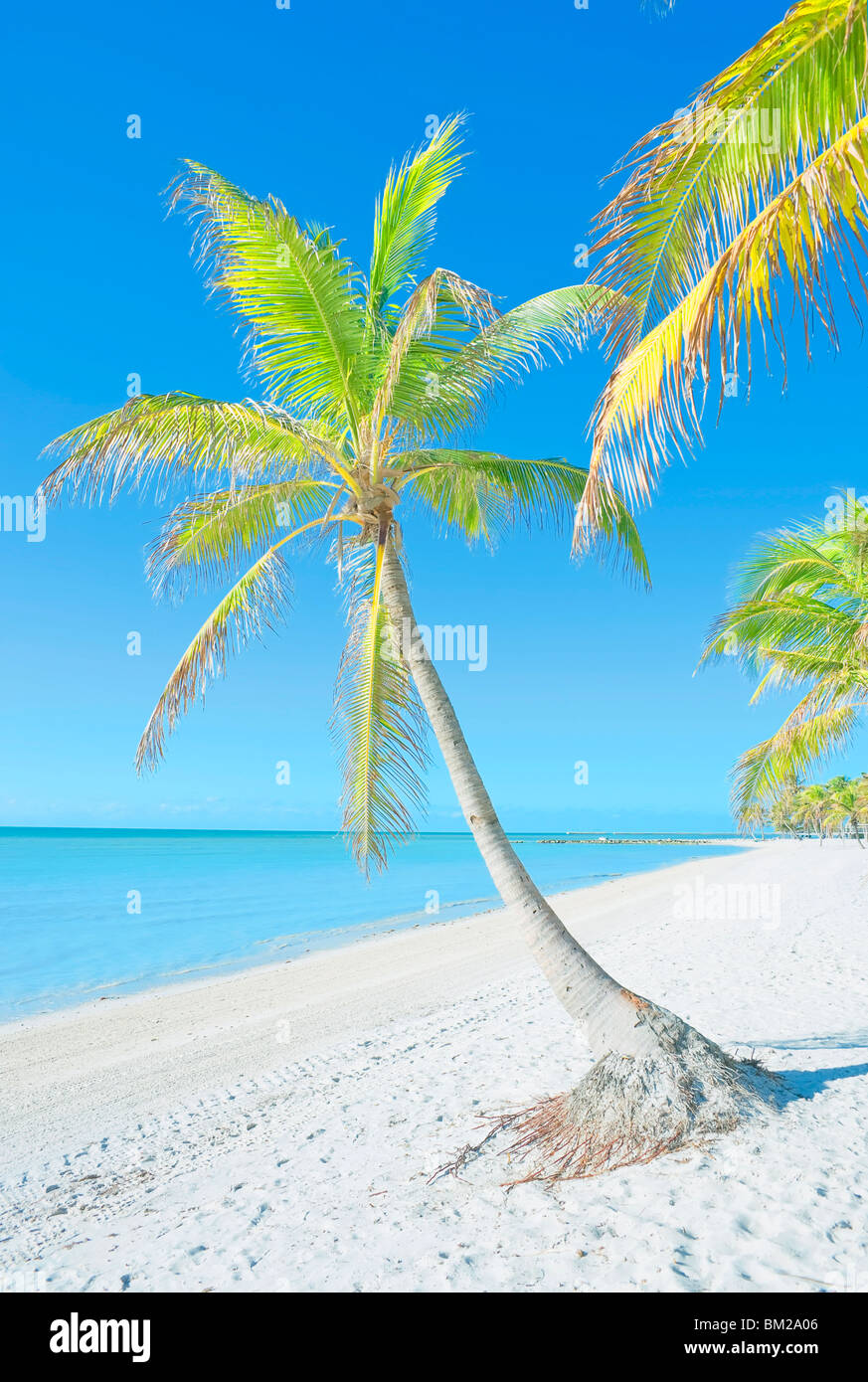 Palmiers sur George Smathers Beach, Key West, Floride, USA Banque D'Images