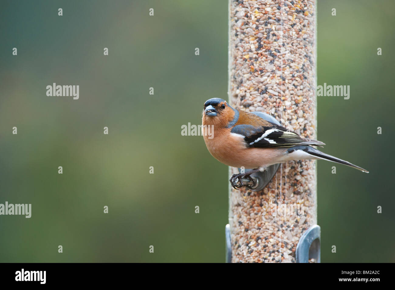 Fringilla coelebs. Chaffinch mâles se nourrissent d'une alimentation pour oiseaux Banque D'Images