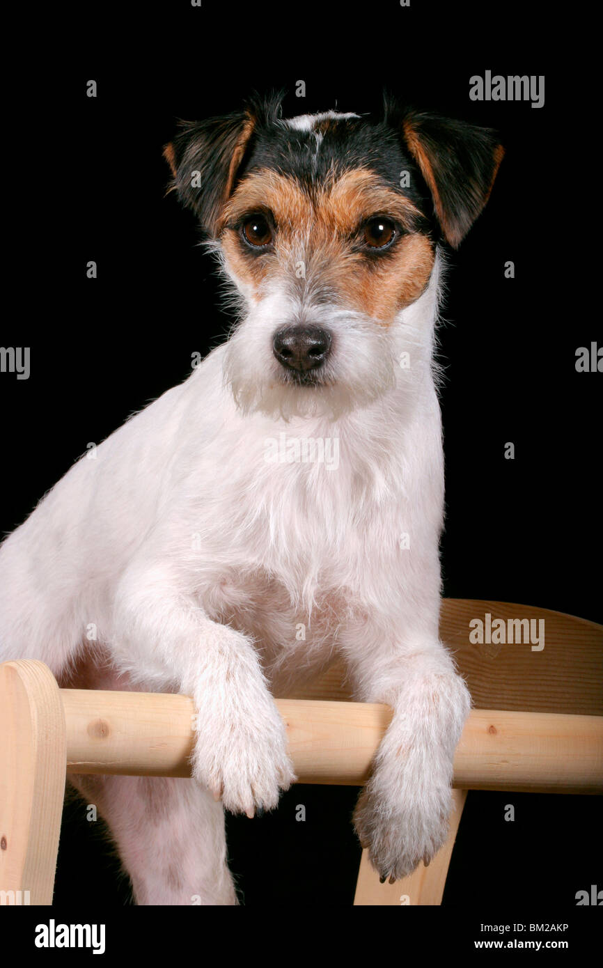 Parson Russell Terrier Banque D'Images