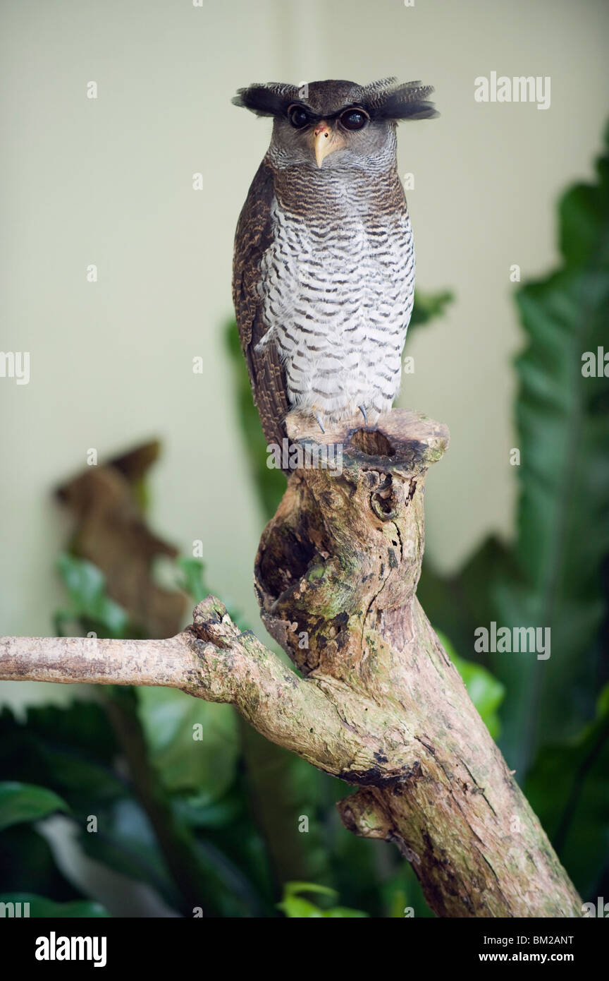 Malaysian grand-duc, KL Bird Park, Kuala Lumpur, Malaisie, en Asie du sud-est Banque D'Images