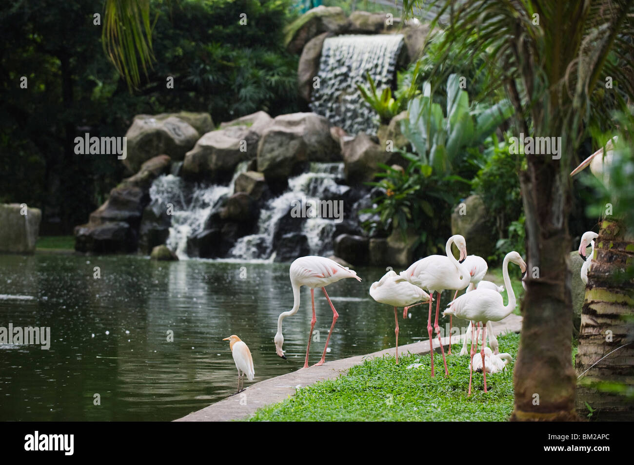 Flamingo, KL Bird Park, Kuala Lumpur, Malaisie, en Asie du sud-est Banque D'Images