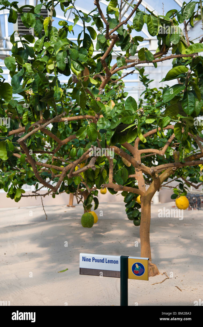 Kissimmee, FL - Jan 2009 - Lemon Tree dans la culture hydroponique s'affichent dans la pièce de terre à Walt Disney World, Epcot Center Banque D'Images