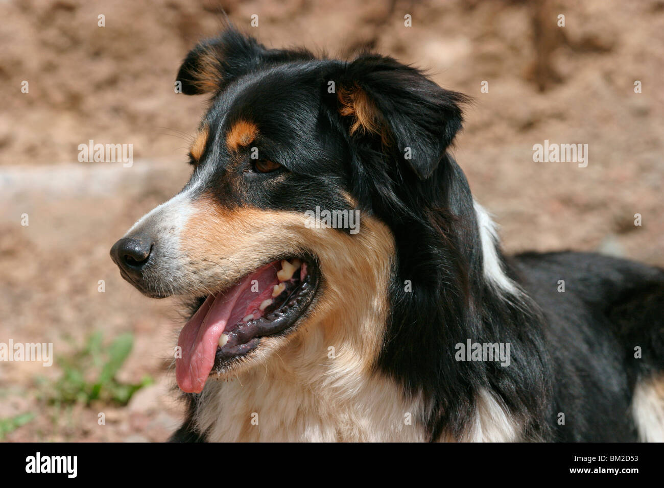 Border Collie Border Collie Mischling Portrait / Portrait bâtard Banque D'Images