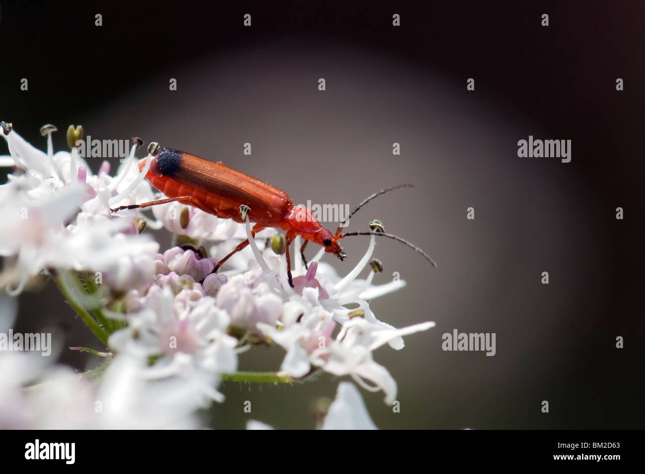 Soldat rouge insecte sur la fleur blanche tops Banque D'Images