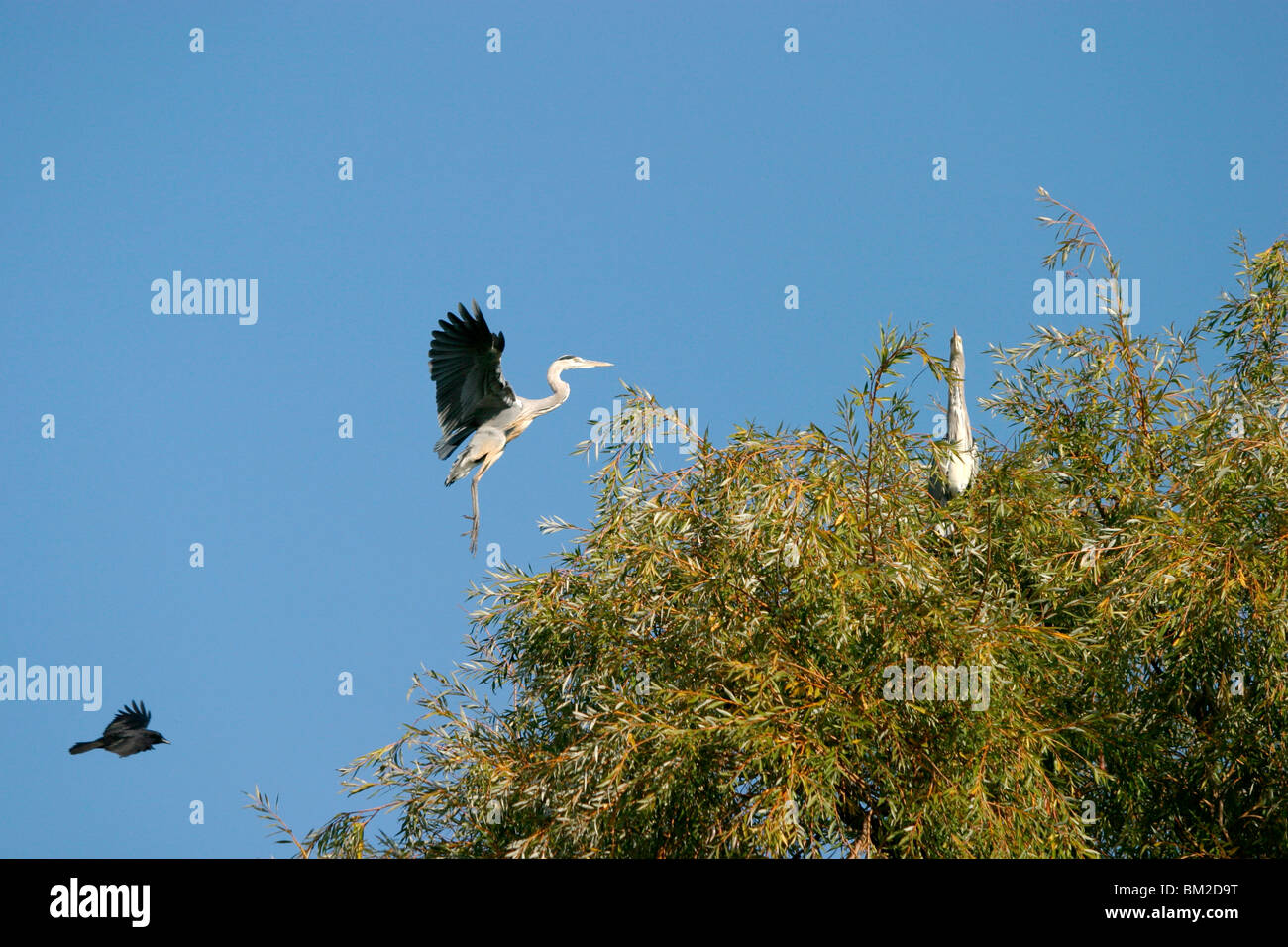 Graureiher Banque D'Images