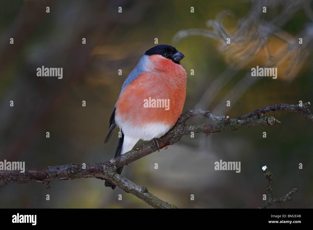 Fink, sang, Bouvreuil Bouvreuil, commune, Banque D'Images