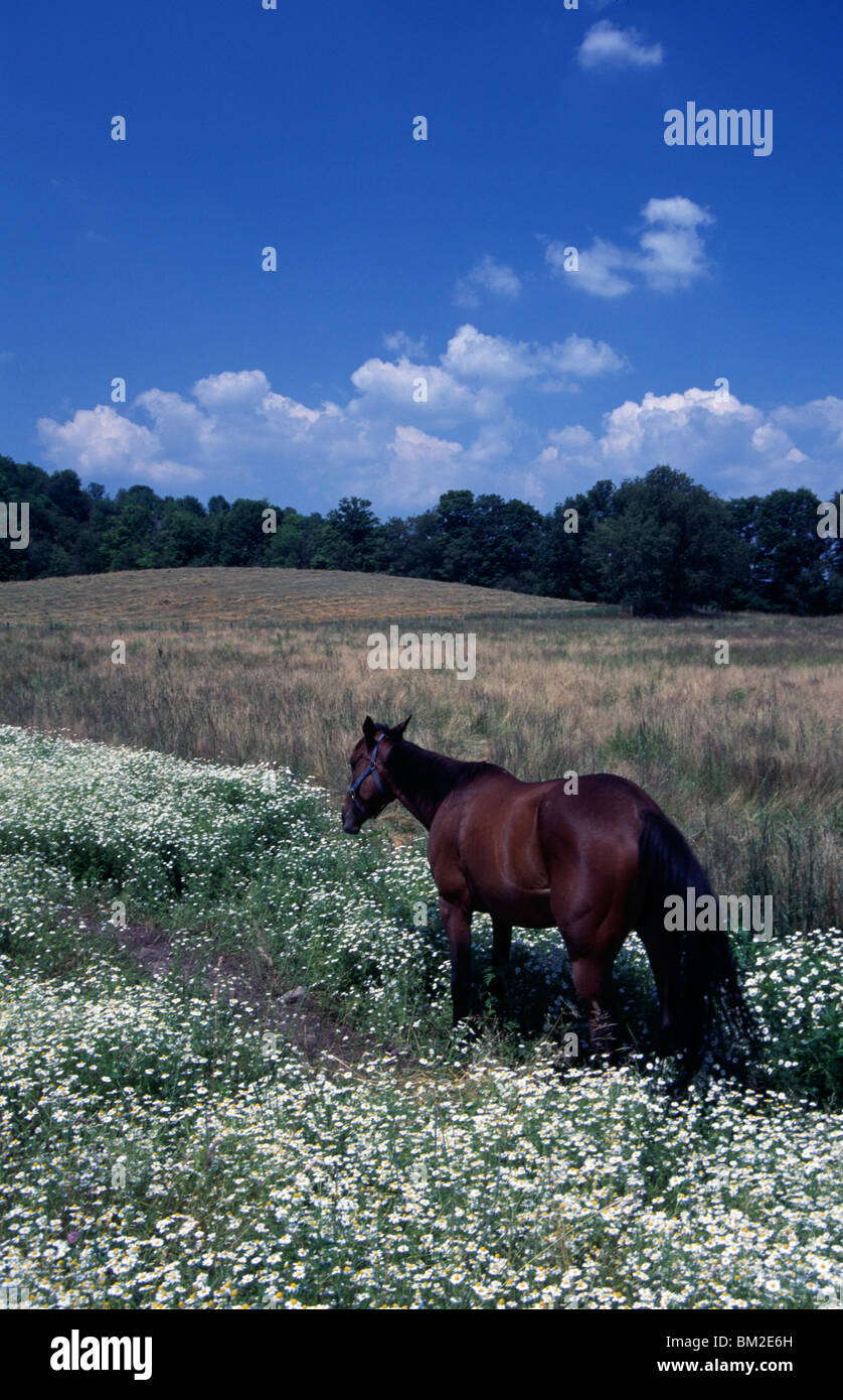 Cheval dans un champ, en Pennsylvanie, USA Banque D'Images