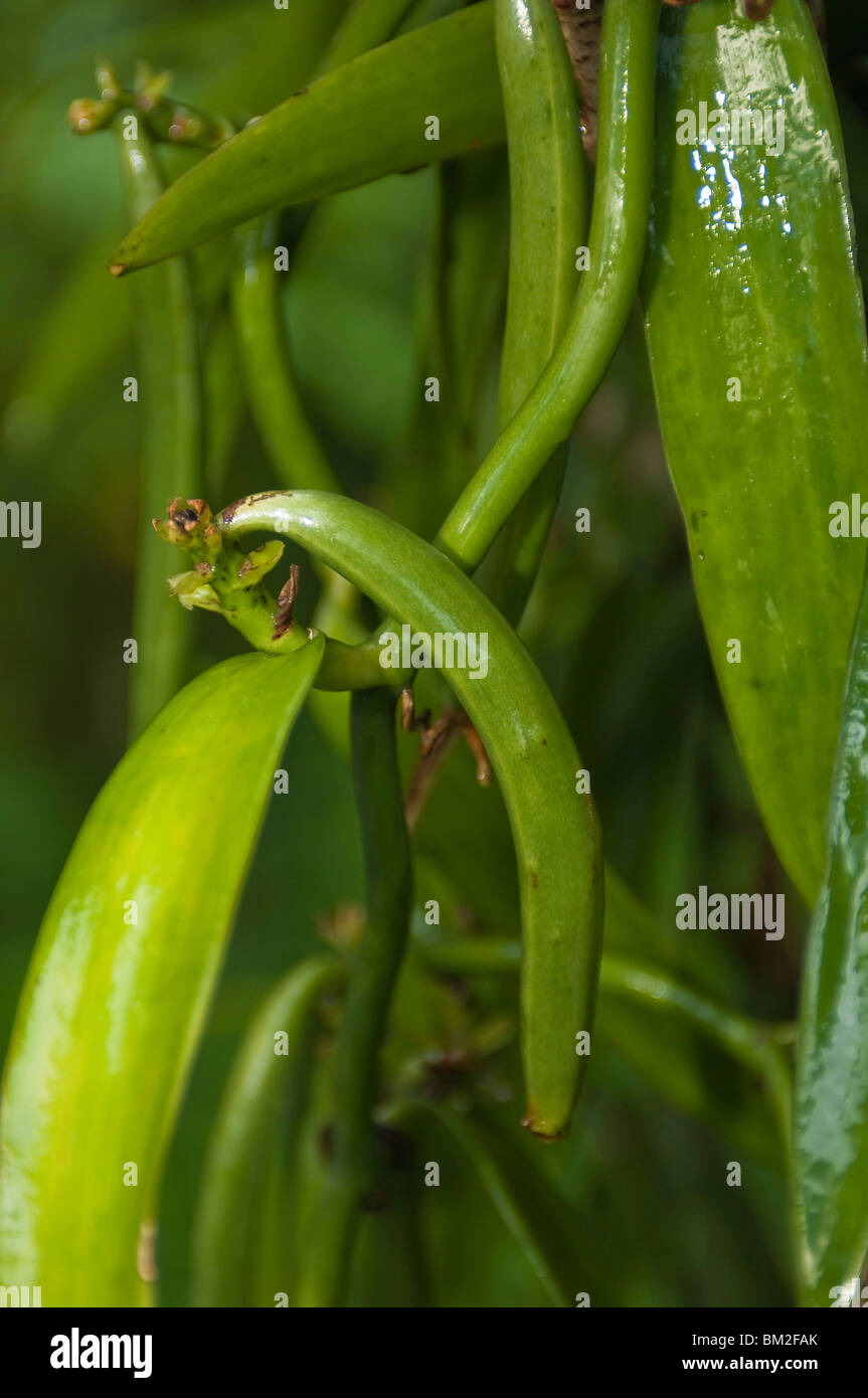 La vanille, Huahine, Polynésie Française, Pacifique Sud, du Pacifique Banque D'Images