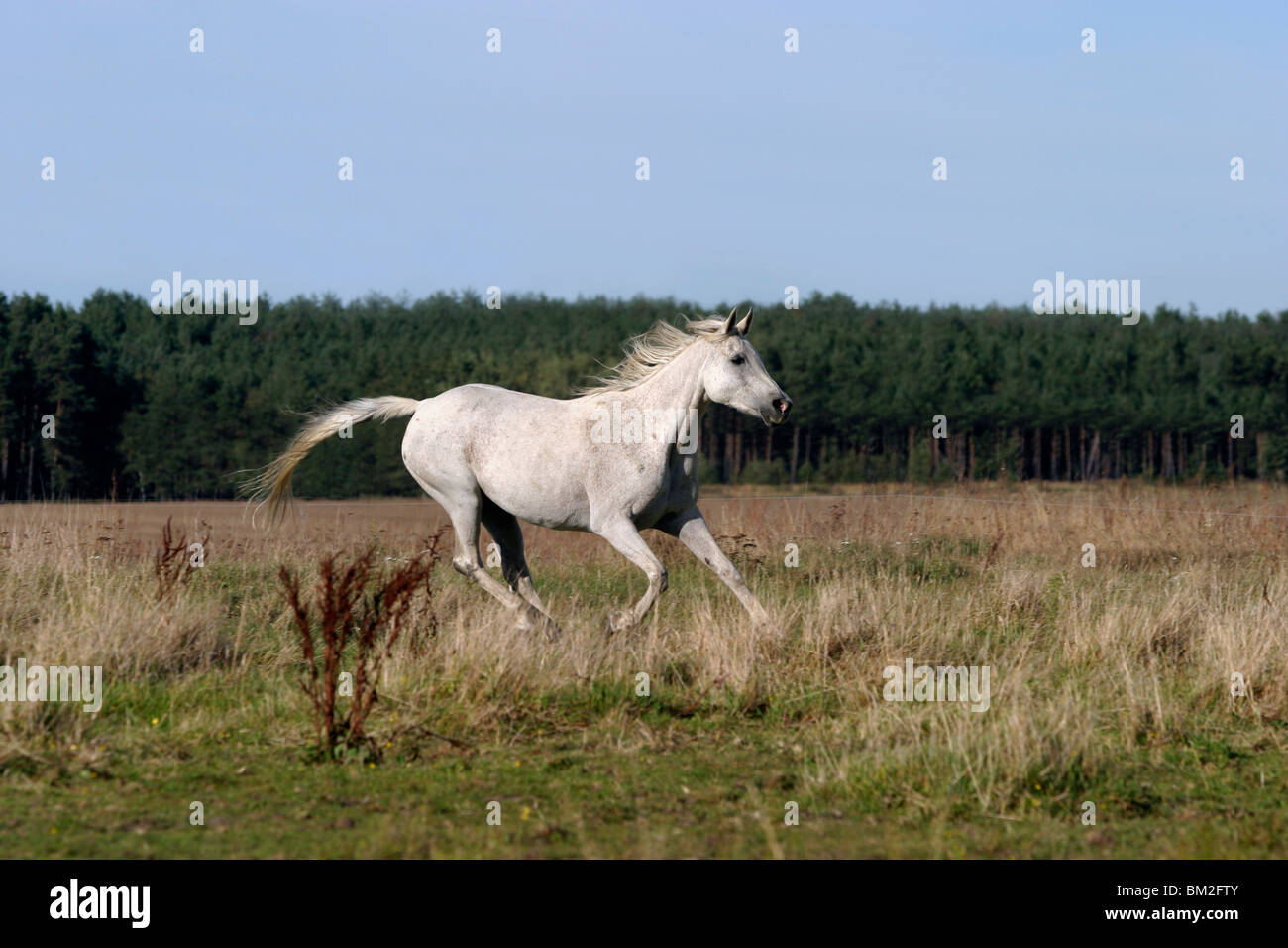 Araber im Galopp / course cheval arabe Banque D'Images